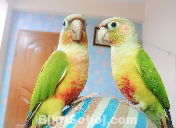 Conure pair